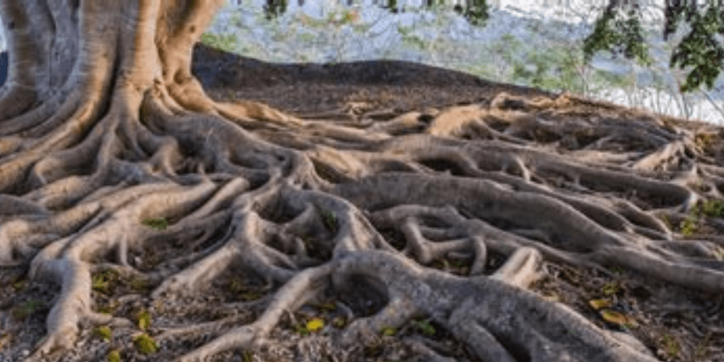 Reformation, Revival, and the Roots of Our&nbsp;Faith