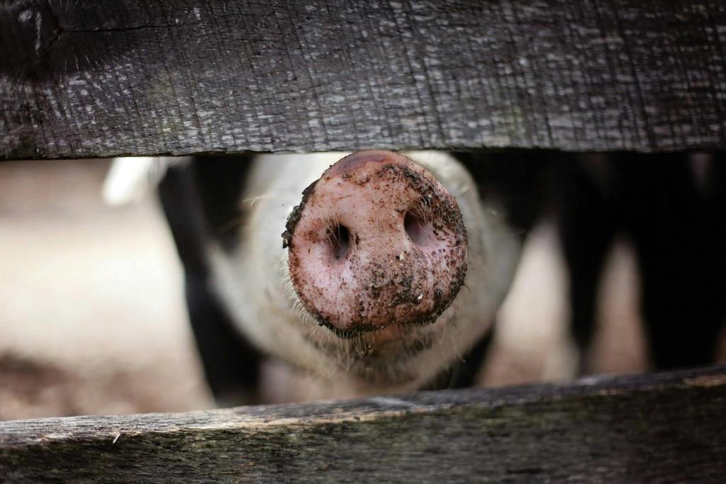 A Gold Ring in a Pig’s&nbsp;Snout